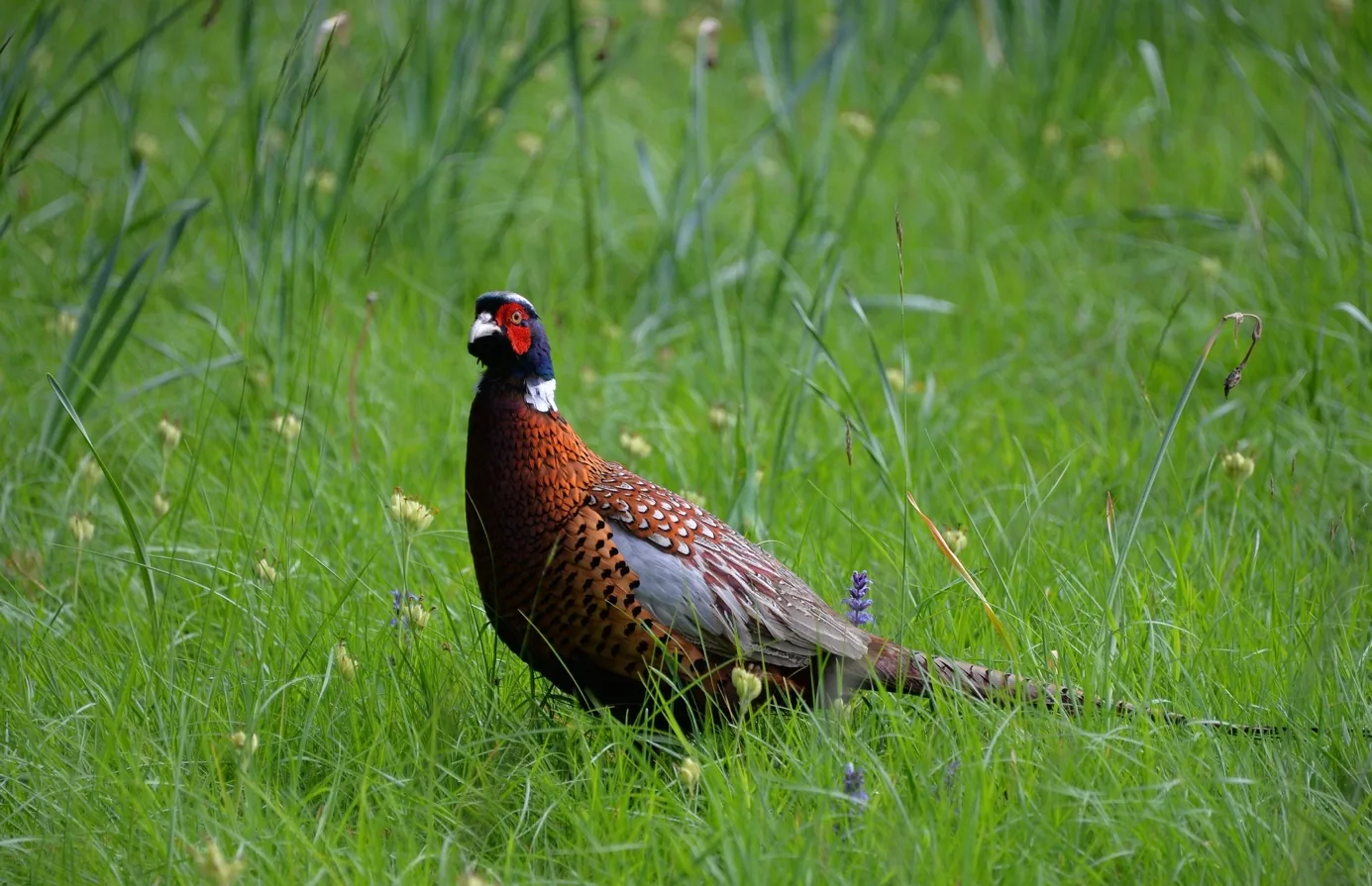 Dünen und Natur auf Juist