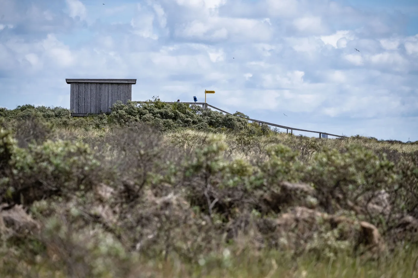 Naturlandschaft am Kalfamer auf Juist