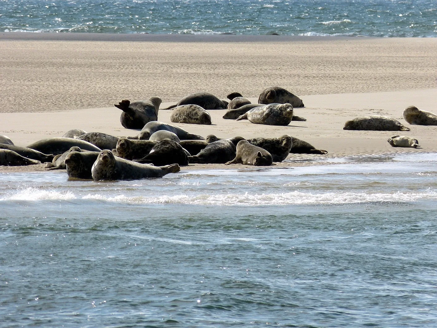 Seehunde auf einer Sandbank vor Juist